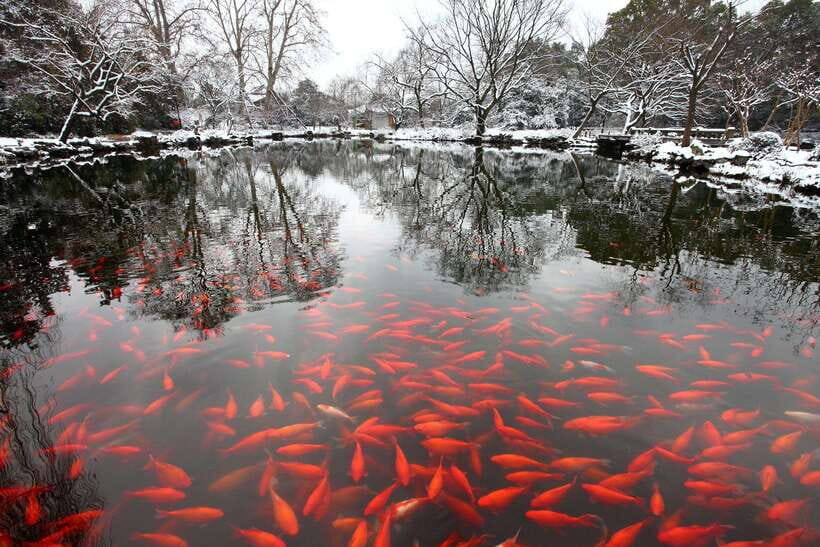 From Shanghai: Hangzhou Private Day Trip by Bullet Train - Fish Viewing at Flower Pond (HuaGang Park): a quieter West Lake “ten scenes” moment
