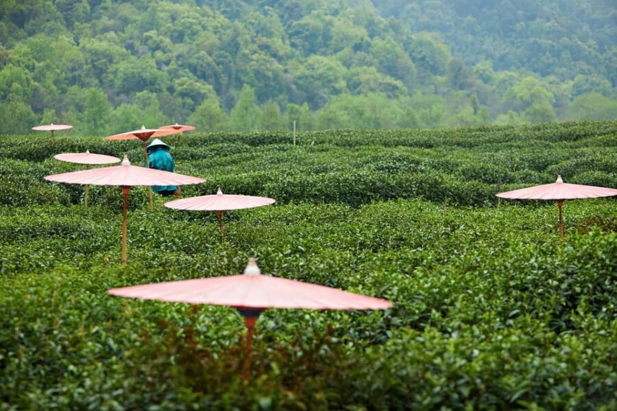 From Shanghai: Hangzhou Private Day Trip by Bullet Train - Time management: a fast-paced day that rewards focus