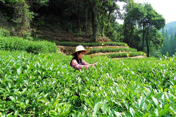 Hangzhou Private Customized Day Trip from Shanghai by Bullet Train - The Bullet Train Morning: Hongqiao Pickup to Hangzhou Fast Arrival