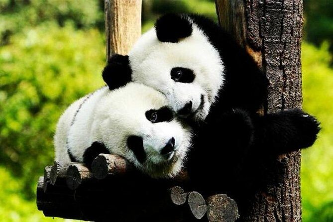 Private Zhujiajiao Water Town Tour with Shanghai Zoo and Panda - How This Private Panda + Water Town Day Actually Feels