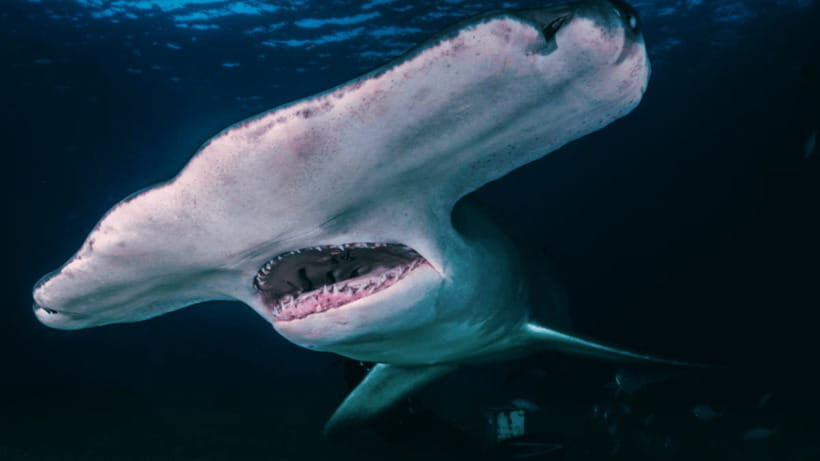 Shanghai: The Marine Wonders at Shanghai Ocean Aquarium - Key things to know before you go