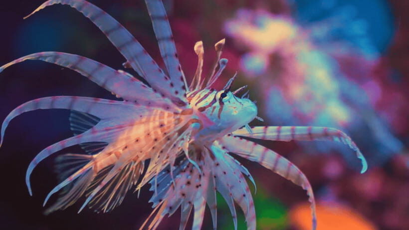 Shanghai: The Marine Wonders at Shanghai Ocean Aquarium - Why the 155-Meter Underwater Tunnel Is the Main Event