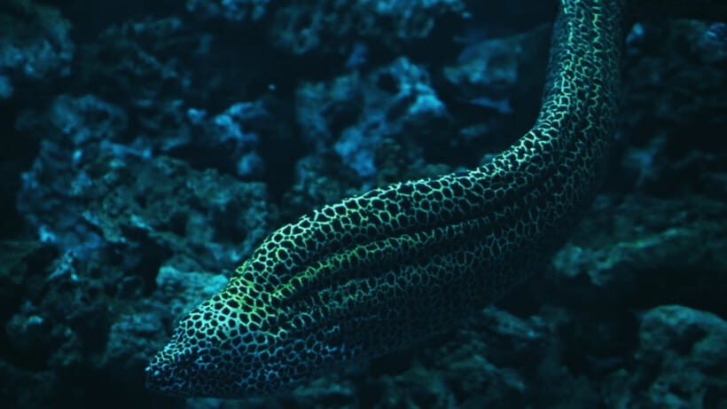 Shanghai: The Marine Wonders at Shanghai Ocean Aquarium - Sharks, Turtles, and Other Stars You’ll See Up Close
