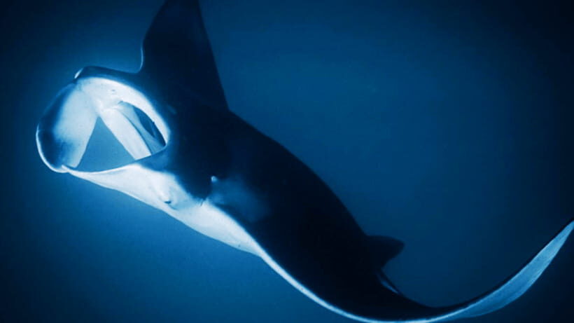 Shanghai: The Marine Wonders at Shanghai Ocean Aquarium - Planning Your One-Day Visit: A Practical Flow