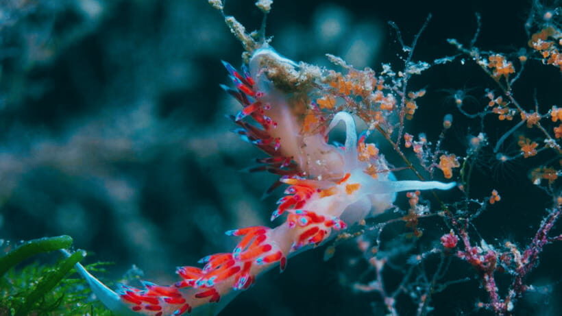 Shanghai: The Marine Wonders at Shanghai Ocean Aquarium - Rules That Affect Your Day (Passport, Food, and Re-Entry)