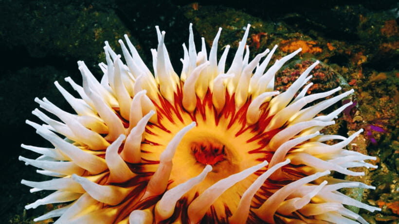 Shanghai: The Marine Wonders at Shanghai Ocean Aquarium - Should You Book the Marine Wonders Aquarium Ticket?