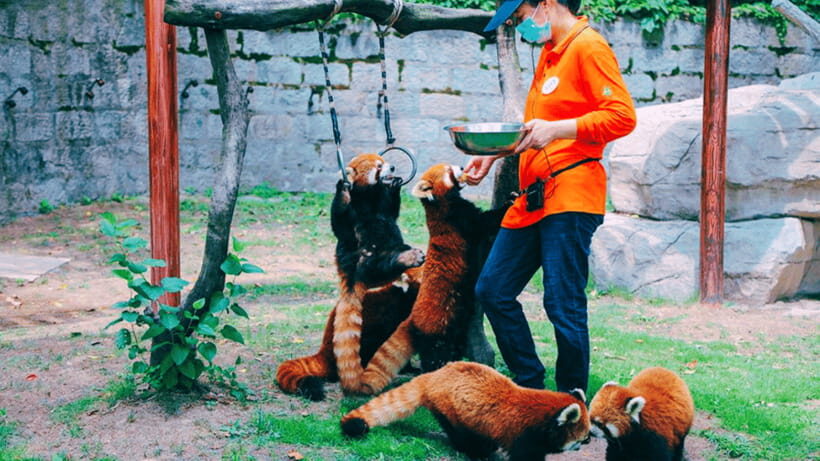 Shanghai: Wild Animal Park Ticket - Key things that make this ticket worth a look