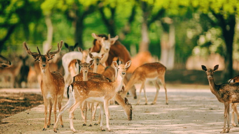 Shanghai: Wild Animal Park Ticket - Practical Rules You’ll Want to Know on Day One