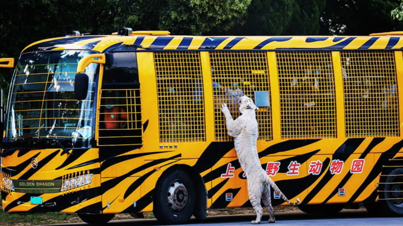 Shanghai: Wild Animal Park Ticket - Ticket Value: What $40 Buys for a Full Zoo-and-Safari Day