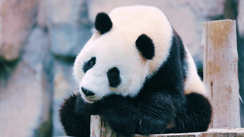 Shanghai: Wild Animal Park Ticket - Getting In Efficiently: Main Entrance and Skipping the Ticket Line