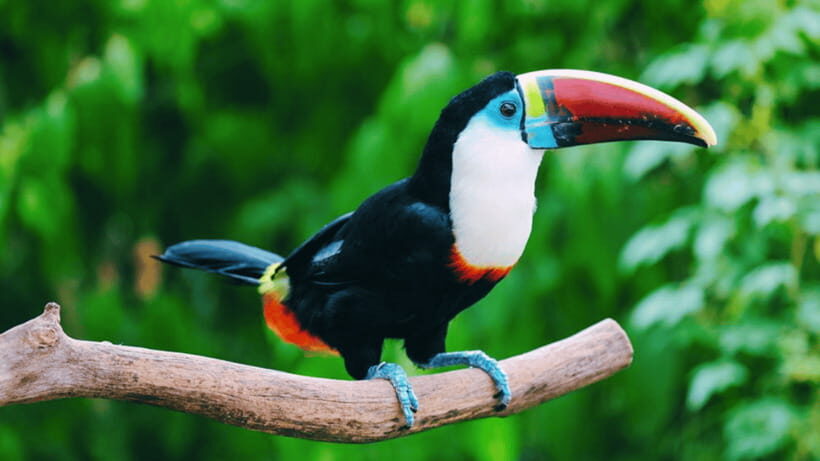 Shanghai: Wild Animal Park Ticket - The Zoo Grounds: 200+ Species, Plus Pandas and White Tigers