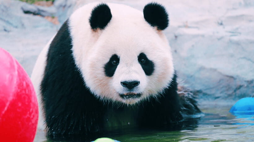 Shanghai: Wild Animal Park Ticket - Animal Shows and Conservation Learning That Doesn’t Feel Like Homework