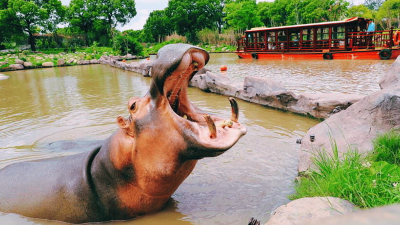 Shanghai: Wild Animal Park Ticket - Before You Go: Tickets, Passport Details, and What to Bring