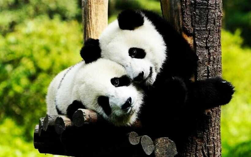 Shanghai: Zoo and Zhujiajiao Water Town Tour with Boat Ride - Who This Tour Fits Best (And Who Might Want to Skip It)