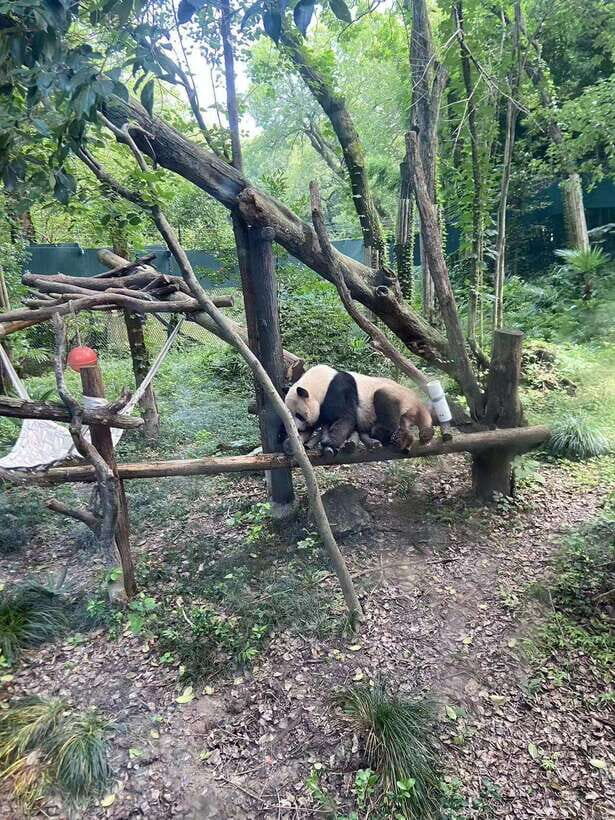 Shanghai: Zoo and Zhujiajiao Water Town Tour with Boat Ride - A Few Things to Do Before You Go