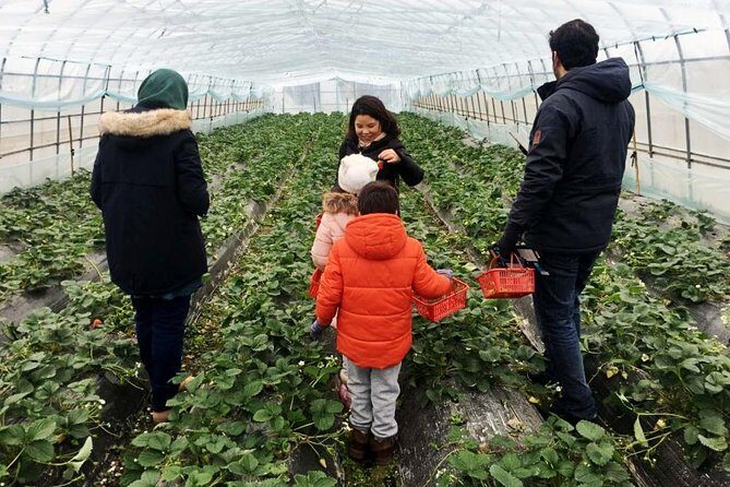 Zhujiajiao Water Town Private Tour with Local Farm Visit and Fruit Picking - Boat Ride Optional: A Simple Way to Customize