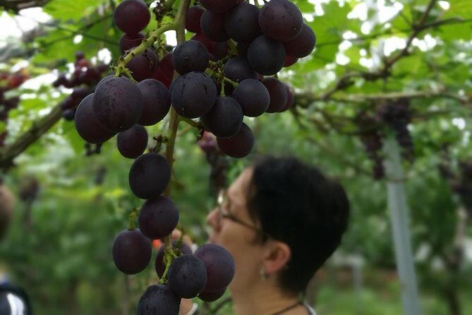 Zhujiajiao Water Town Private Tour with Local Farm Visit and Fruit Picking - Walking Zhujiajiao With Sunny: What the Guide Adds
